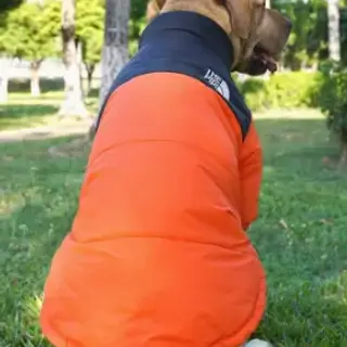 Dogface puffer